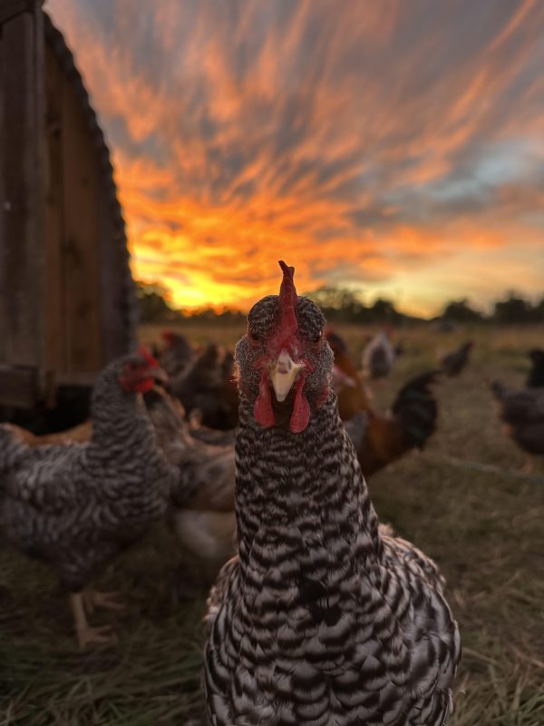 Headshot portrait of Barred Rock hen